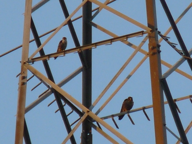 identificazione rapace